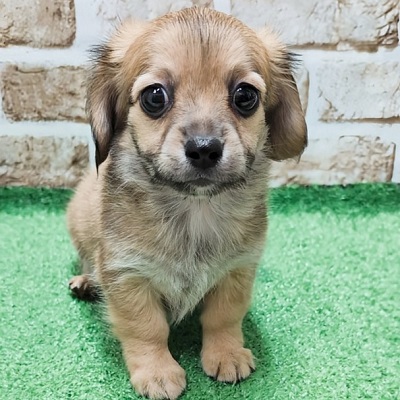 大阪府のハーフ犬・ミックス犬 (アミーゴ高槻店/2026年1月31日生まれ/女の子/フォーン)の子犬の2枚目の画像