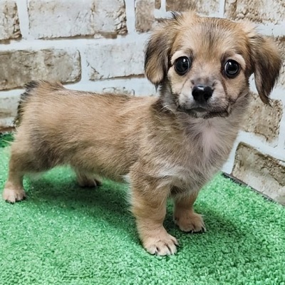 大阪府のハーフ犬・ミックス犬 (アミーゴ高槻店/2026年1月31日生まれ/女の子/フォーン)の子犬の3枚目の画像