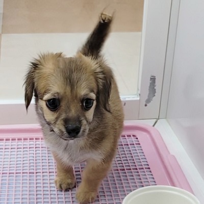 大阪府のハーフ犬・ミックス犬 (アミーゴ高槻店/2026年1月31日生まれ/女の子/フォーン)の子犬の4枚目の画像