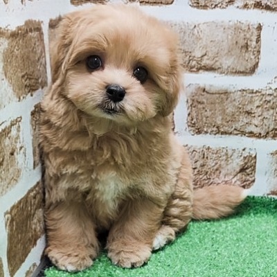 大阪府のハーフ犬・ミックス犬 (アミーゴ高槻店/2026年2月2日生まれ/男の子/クリーム)の子犬の1枚目の画像