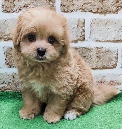 大阪府のハーフ犬・ミックス犬 (アミーゴ高槻店/2026年2月2日生まれ/男の子/クリーム)の子犬の2枚目の画像