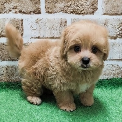 大阪府のハーフ犬・ミックス犬 (アミーゴ高槻店/2026年2月2日生まれ/男の子/クリーム)の子犬の3枚目の画像