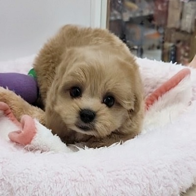 大阪府のハーフ犬・ミックス犬 (アミーゴ高槻店/2026年2月2日生まれ/男の子/クリーム)の子犬の4枚目の画像