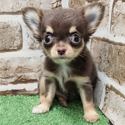 大阪府のチワワ(ロング) (アミーゴ高槻店/2026年2月24日生まれ/男の子/チョコレートタン)の子犬の1枚目の画像