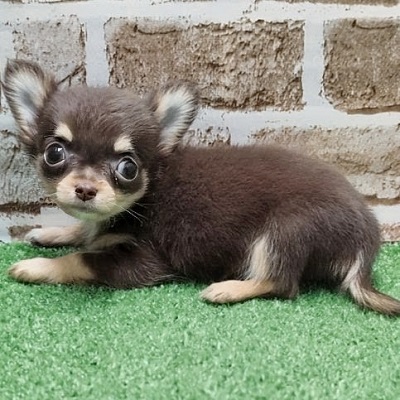 大阪府のチワワ(ロング) (アミーゴ高槻店/2026年2月24日生まれ/男の子/チョコレートタン)の子犬の2枚目の画像