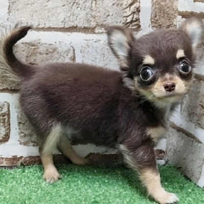 大阪府のチワワ(ロング) (アミーゴ高槻店/2026年2月24日生まれ/男の子/チョコレートタン)の子犬の3枚目の画像