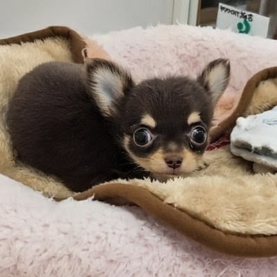 大阪府のチワワ(ロング) (アミーゴ高槻店/2026年2月24日生まれ/男の子/チョコレートタン)の子犬の4枚目の画像