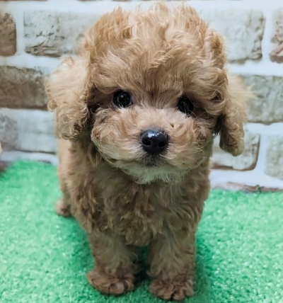 大阪府のトイプードル(トイ) (アミーゴ高槻店/2026年2月25日生まれ/男の子/レッドフォーン)の子犬の1枚目の画像