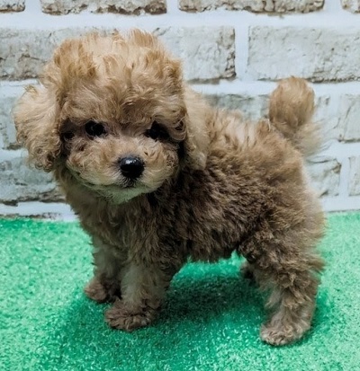 大阪府のトイプードル(トイ) (アミーゴ高槻店/2026年2月25日生まれ/男の子/レッドフォーン)の子犬の2枚目の画像