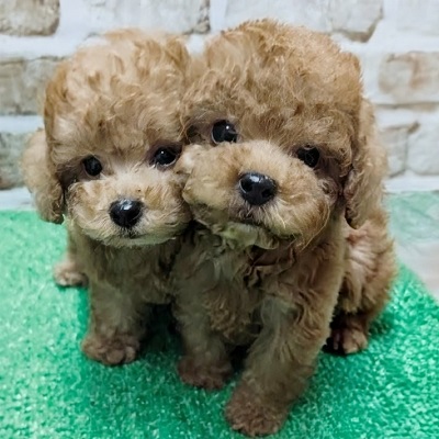 大阪府のトイプードル(トイ) (アミーゴ高槻店/2026年2月25日生まれ/男の子/レッドフォーン)の子犬の3枚目の画像