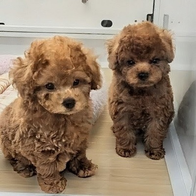 大阪府のトイプードル(トイ) (アミーゴ高槻店/2026年2月25日生まれ/男の子/レッドフォーン)の子犬の4枚目の画像