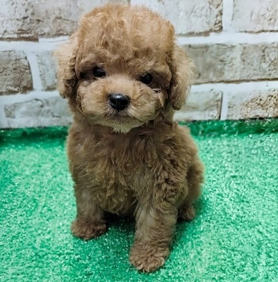 大阪府のトイプードル(トイ) (アミーゴ高槻店/2026年2月25日生まれ/男の子/レッドフォーン)の子犬の1枚目の画像