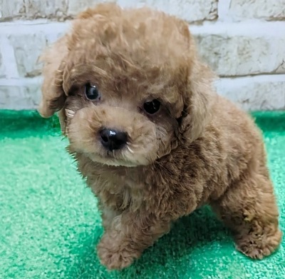 大阪府のトイプードル(トイ) (アミーゴ高槻店/2026年2月25日生まれ/男の子/レッドフォーン)の子犬の2枚目の画像