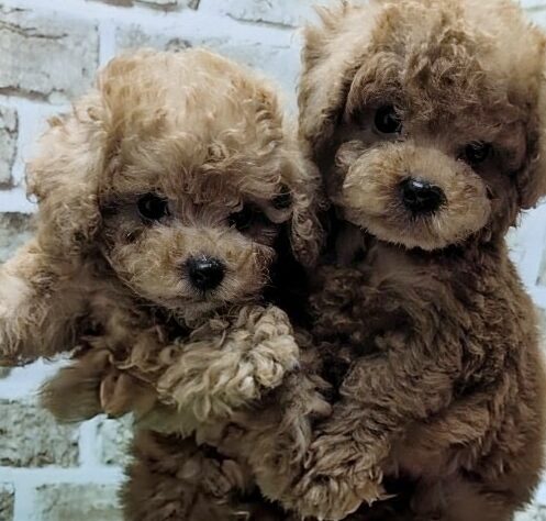 大阪府のトイプードル(トイ) (アミーゴ高槻店/2026年2月25日生まれ/男の子/レッドフォーン)の子犬の3枚目の画像