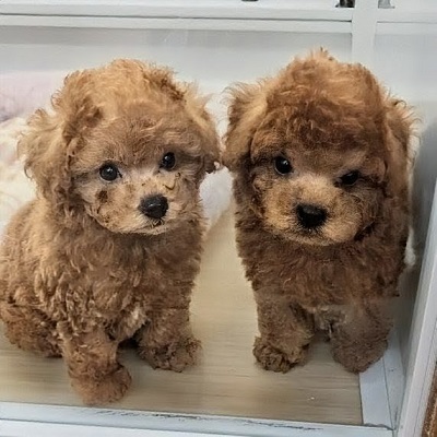 大阪府のトイプードル(トイ) (アミーゴ高槻店/2026年2月25日生まれ/男の子/レッドフォーン)の子犬の4枚目の画像