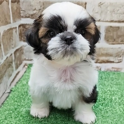 大阪府のシーズー (アミーゴ高槻店/2026年2月26日生まれ/女の子/ゴールドホワイト)の子犬の1枚目の画像