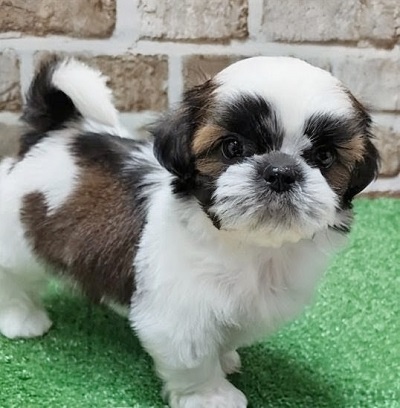 大阪府のシーズー (アミーゴ高槻店/2026年2月26日生まれ/女の子/ゴールドホワイト)の子犬の2枚目の画像