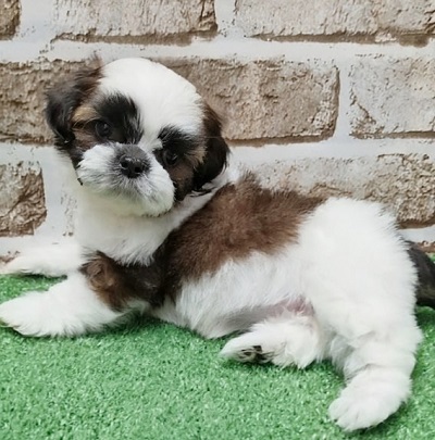 大阪府のシーズー (アミーゴ高槻店/2026年2月26日生まれ/女の子/ゴールドホワイト)の子犬の3枚目の画像