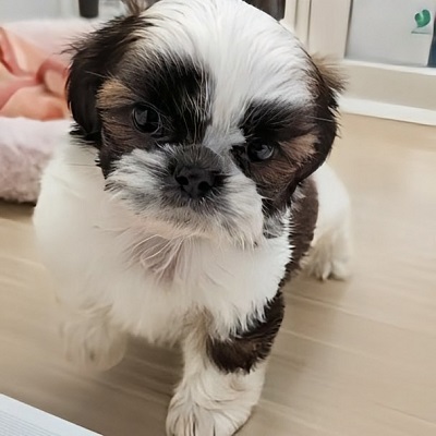大阪府のシーズー (アミーゴ高槻店/2026年2月26日生まれ/女の子/ゴールドホワイト)の子犬の4枚目の画像