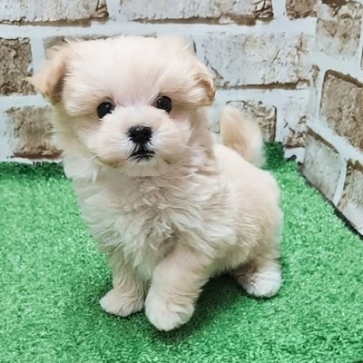 大阪府のハーフ犬・ミックス犬 (アミーゴ高槻店/2026年2月5日生まれ/男の子/クリーム)の子犬の1枚目の画像