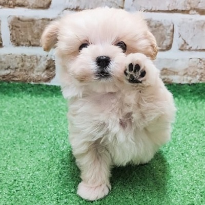 大阪府のハーフ犬・ミックス犬 (アミーゴ高槻店/2026年2月5日生まれ/男の子/クリーム)の子犬の2枚目の画像