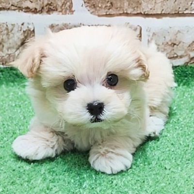 大阪府のハーフ犬・ミックス犬 (アミーゴ高槻店/2026年2月5日生まれ/男の子/クリーム)の子犬の3枚目の画像