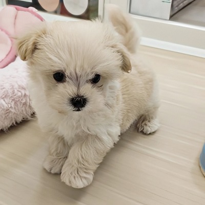 大阪府のハーフ犬・ミックス犬 (アミーゴ高槻店/2026年2月5日生まれ/男の子/クリーム)の子犬の4枚目の画像