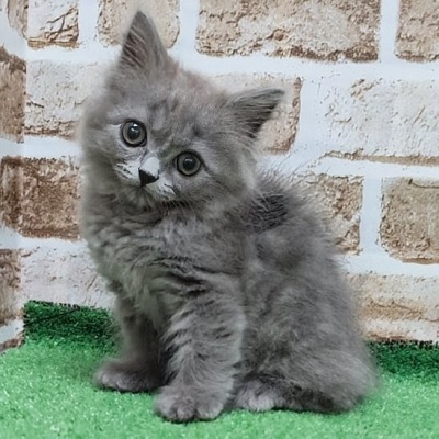 大阪府のスコティッシュフォールド (アミーゴ高槻店/2026年2月7日生まれ/女の子/ブルー)の子猫の1枚目の画像