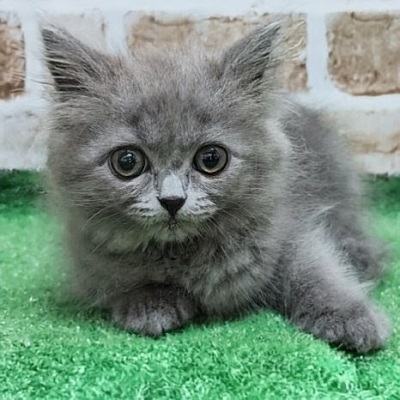 大阪府のスコティッシュフォールド (アミーゴ高槻店/2026年2月7日生まれ/女の子/ブルー)の子猫の2枚目の画像