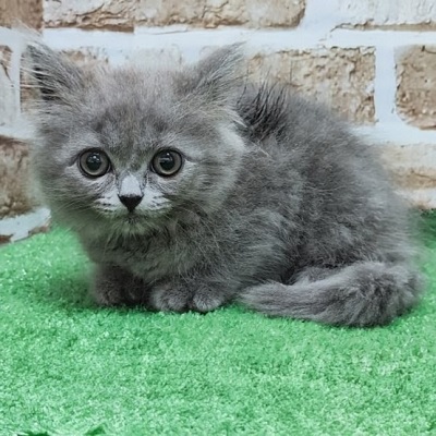 大阪府のスコティッシュフォールド (アミーゴ高槻店/2026年2月7日生まれ/女の子/ブルー)の子猫の3枚目の画像