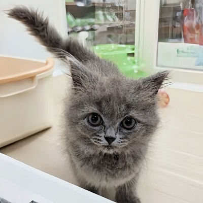 大阪府のスコティッシュフォールド (アミーゴ高槻店/2026年2月7日生まれ/女の子/ブルー)の子猫の4枚目の画像