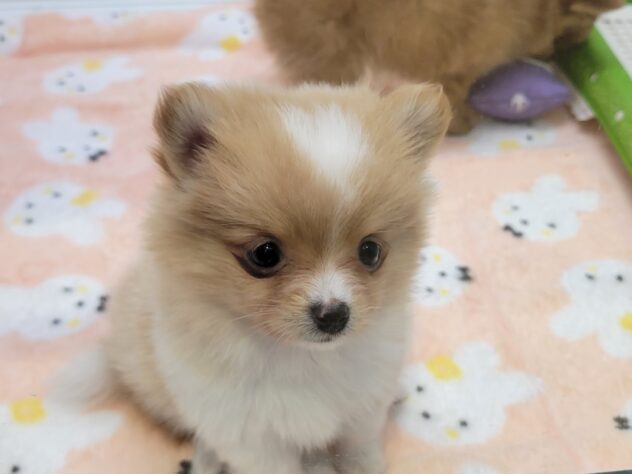 福島県のハーフ犬・ミックス犬 (アミーゴ須賀川店/2026年1月31日生まれ/女の子/レッドホワイト)の子犬