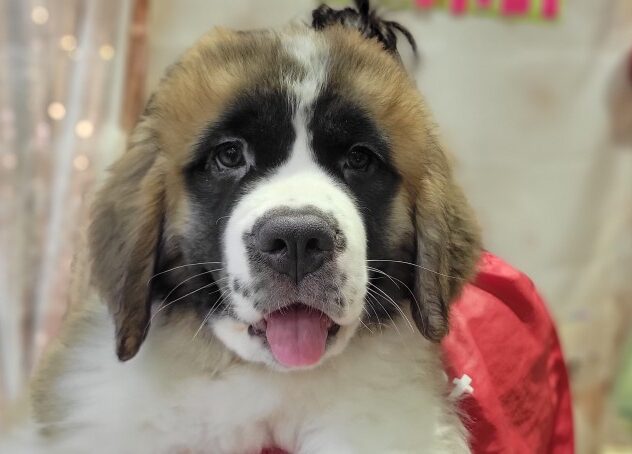 福島県のセントバーナード (アミーゴ須賀川店/2025年12月16日生まれ/女の子/ブラウンホワイト)の子犬