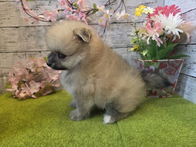 広島県のポメラニアン (アミーゴ五日市店/2026年2月3日生まれ/男の子/オレンジ)の子犬の3枚目の画像