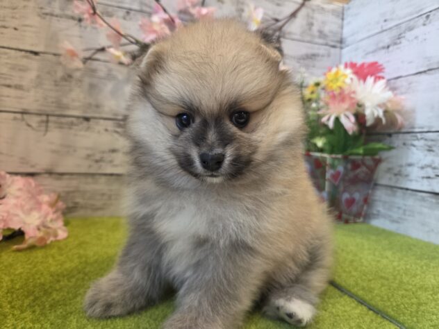 広島県のポメラニアン (アミーゴ五日市店/2026年2月3日生まれ/男の子/オレンジ)の子犬の1枚目の画像