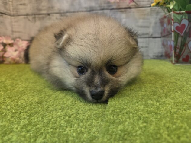 広島県のポメラニアン (アミーゴ五日市店/2026年2月3日生まれ/男の子/オレンジ)の子犬の2枚目の画像