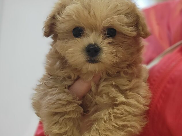 福島県のハーフ犬・ミックス犬 (アミーゴ須賀川店/2026年1月11日生まれ/男の子/アプリコット)の子犬