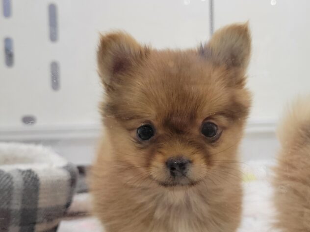 福島県のハーフ犬・ミックス犬 (アミーゴ須賀川店/2026年1月31日生まれ/女の子/レッド)の子犬