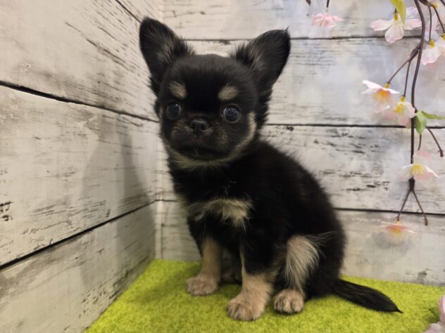 広島県のチワワ(ロング) (アミーゴ五日市店/2026年2月4日生まれ/男の子/ブラッククリーム)の子犬