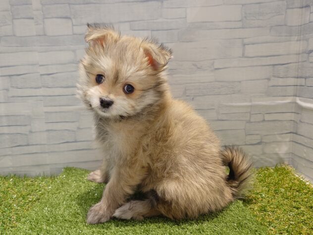 新潟県のハーフ犬・ミックス犬 (アミーゴ新発田店/2026年1月29日生まれ/女の子/セーブル)の子犬の2枚目の画像