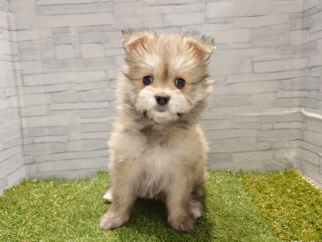 新潟県のハーフ犬・ミックス犬 (アミーゴ新発田店/2026年1月29日生まれ/女の子/セーブル)の子犬の1枚目の画像