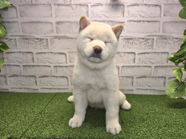 岡山県の柴犬(標準サイズ) (アミーゴ妹尾店/2026年2月11日生まれ/男の子/白)の子犬の2枚目の画像