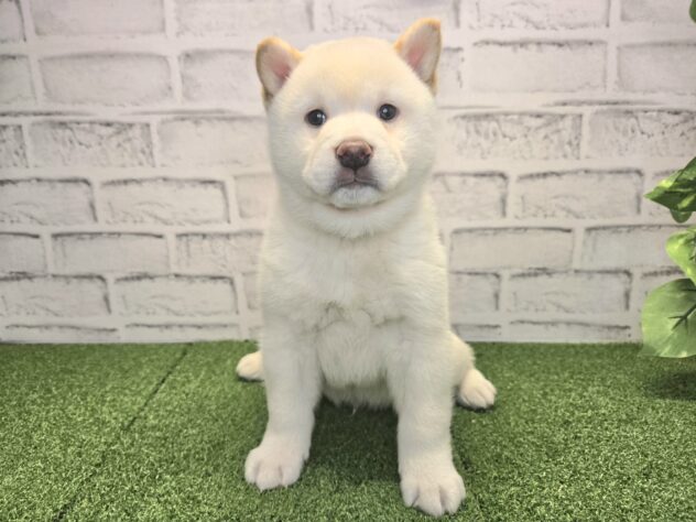 岡山県の柴犬(標準サイズ) (アミーゴ妹尾店/2026年2月11日生まれ/男の子/白)の子犬の1枚目の画像