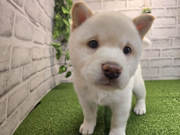 岡山県の柴犬(標準サイズ) (アミーゴ妹尾店/2026年2月11日生まれ/男の子/白)の子犬の3枚目の画像