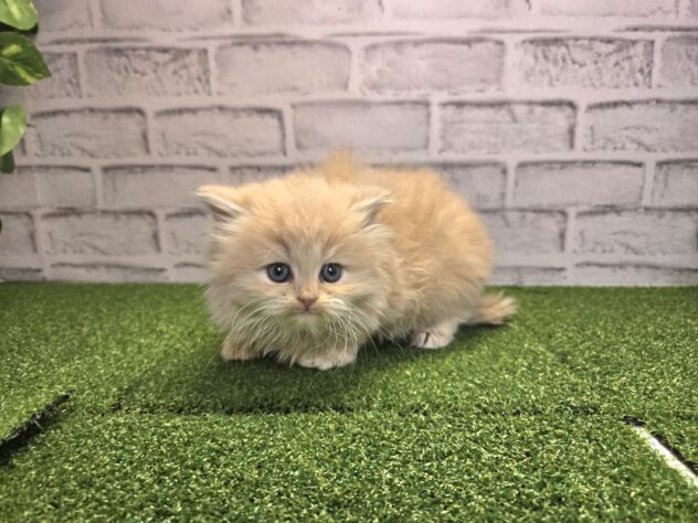 岡山県のサイベリアン (アミーゴ妹尾店/2026年2月10日生まれ/女の子/クリームタビー)の子猫の2枚目の画像