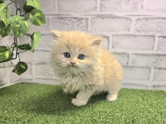 岡山県のサイベリアン (アミーゴ妹尾店/2026年2月10日生まれ/女の子/クリームタビー)の子猫の1枚目の画像