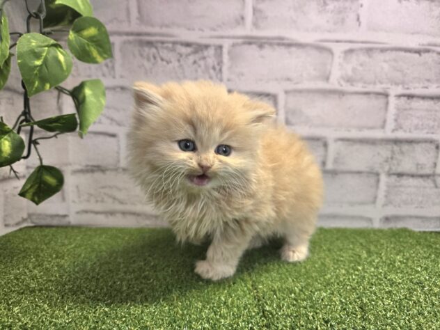 岡山県のサイベリアン (アミーゴ妹尾店/2026年2月10日生まれ/女の子/クリームタビー)の子猫の3枚目の画像