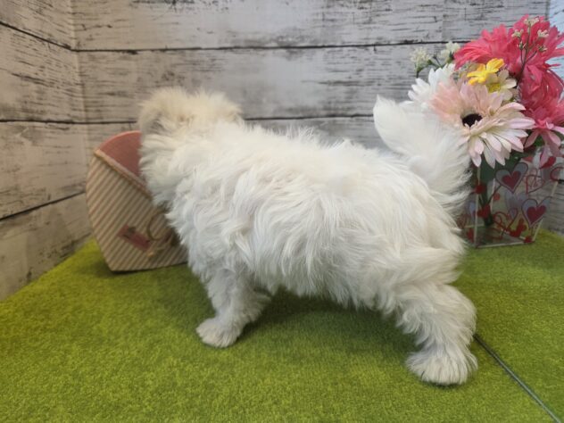 広島県のマルチーズ (アミーゴ五日市店/2026年2月8日生まれ/男の子/ホワイト)の子犬の3枚目の画像