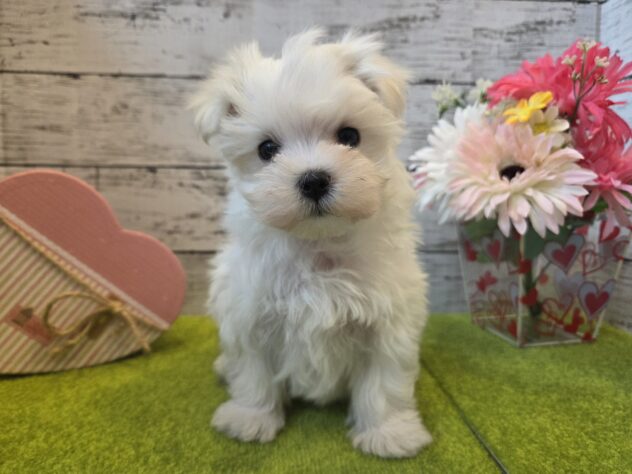 広島県のマルチーズ (アミーゴ五日市店/2026年2月8日生まれ/男の子/ホワイト)の子犬の1枚目の画像