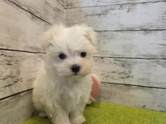 広島県のマルチーズ (アミーゴ五日市店/2026年2月8日生まれ/男の子/ホワイト)の子犬の2枚目の画像